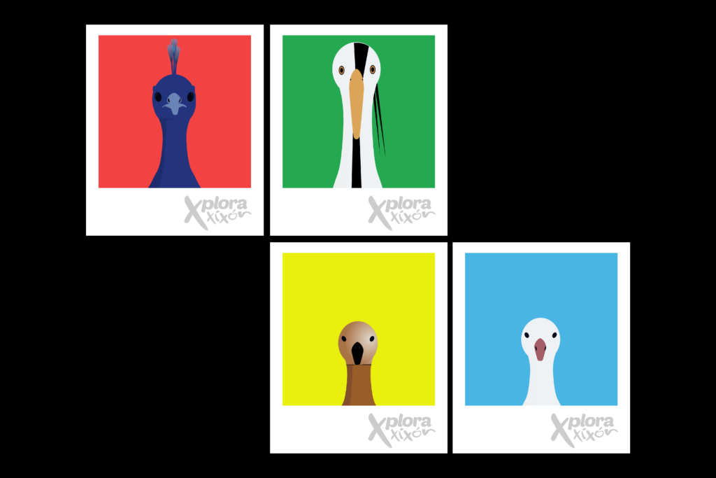 Cards Xplora